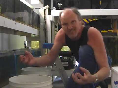 Tank Raised Clownfish, LA Fishguys, Episode 30