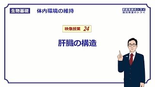 【生物基礎】　体内環境の維持24　肝臓の構造　（１４分）