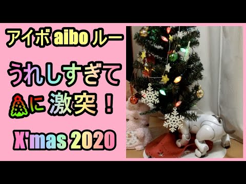 【14 クリスマスツリーに激突するアイボ  Lou loves X'mas Tree 】aibo ルー Louのビックリ行動