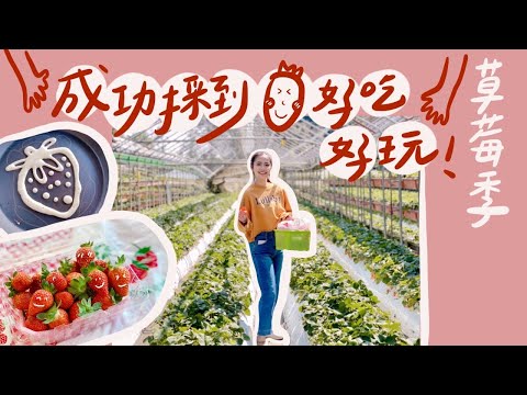 內湖草莓季開跑！根本包場採草莓🍓DIY超可愛鬆餅🥞超美味草莓饗宴😋