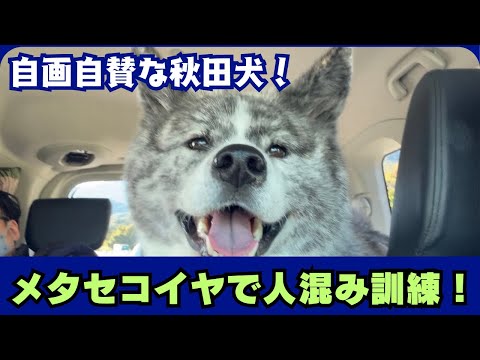 【秋田犬】人混み訓練でメタセコイヤ行ってきました🐶