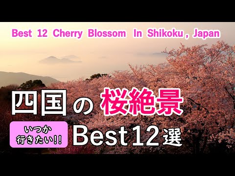 Top 12 Best Cherry Blossom Viewing Spots in Shikoku, Japan / Kochi, Ehime, Kagawa and Tokushima