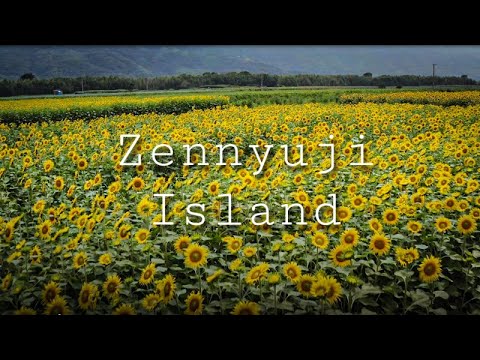 善入寺島のひまわり４K空撮　//Zennyuji Island Tokushima 4K Drone