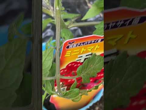 トマト植えつけ🍅【家庭菜園だより】tomato