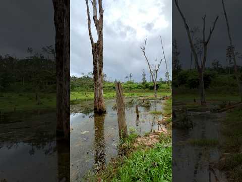 വടക്കനാട് എന്ന വയനാടൻ ഗ്രാമം 🍃🐘