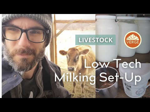 Homestead Tech: How We Set Up a Milking Stanchion for Our Dairy Cow