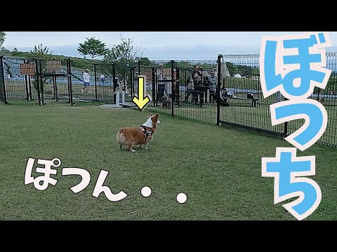 犬見知り、友達ゼロの愛犬がドッグランに行くとこうなる