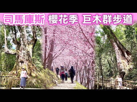 【新竹景點】2024司馬庫斯櫻花季之「巨木群步道」🌸（完整記錄） Hsinchu Taiwan