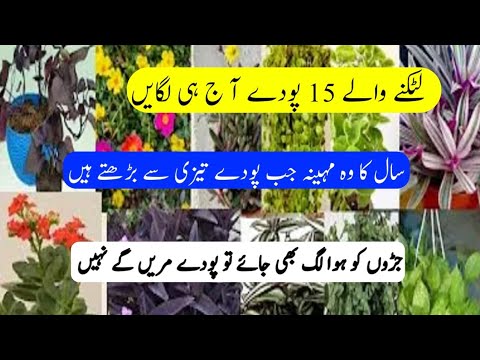 Best Plants For Hanging baskets/Grow plants from cuttings in july/Permanent Hanging basket plants