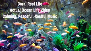 4K Soothing music for relaxing your mind and Actual Ocean Life Footage to Piano Music (Ultra HD)