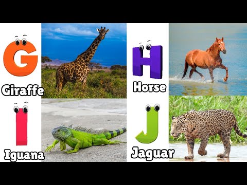 Animals ABC Song | Animals Alphabet Song | Alphabet Letters | Phonics for Kids