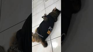 Ah miao’s weird behavior part 9 #ahmiaofjjmm #fyp #shorts #고양이 #cat #猫