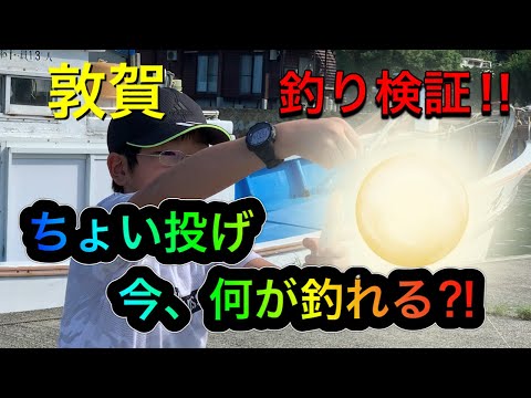 [小学生]　敦賀の堤防で簡単キス釣りに挑戦！ちょい投げで何が釣れる？！