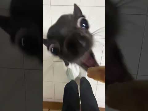 Funny Chihuahua Transforms into Piranha for Food!