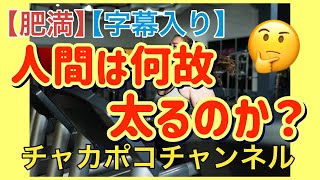 【肥満】偉そうに人間は何故太るのか？を語ってみた【字幕入り】