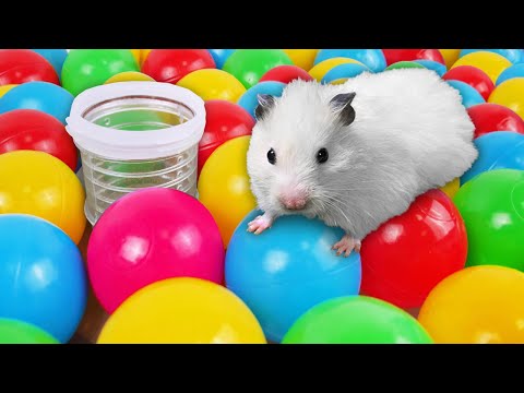 🐹 Amazing Hamster Maze with Traps ☠️ [OBSTACLE COURSE]