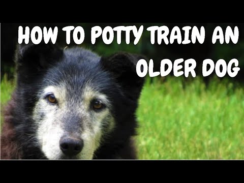 How To Potty Train An Older Dog