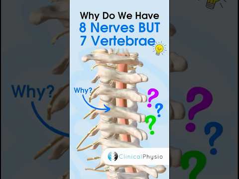 Cervical Nerves vs Vertebrae #anatomy #cervicalspine #physiotharapy #physicaltherapy