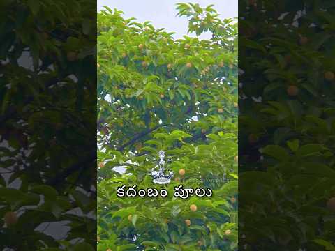 కదంబం పూలు ||#shorts  ||#flowers ||#poojaflowers ||#scubecookingvlogs  ||#scube3  ||#ytshorts