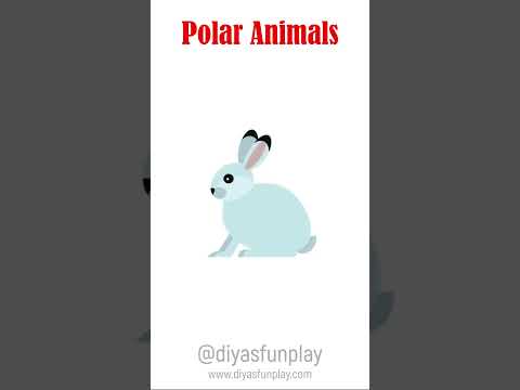 polar animals for kids - #shorts - #diyasfunplay - animals for kids