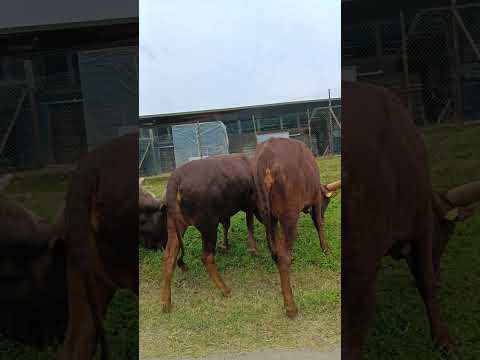 Big Cow 🐮 🐄 🐄#cow #cows #farm #cowsofinstagram #cattle #animals #nature #farmlife