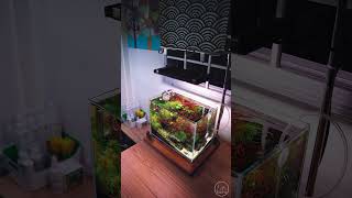 ADA Mini-M #aquascaping