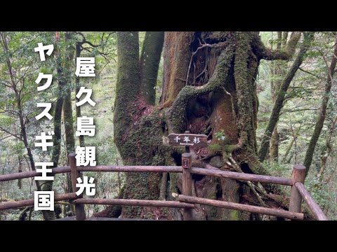 【屋久島旅行】屋久島をゆったり観光 / vlog