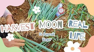 BERCOCOK TANAM ala HARVEST MOON DI PUNCAK BOGOR