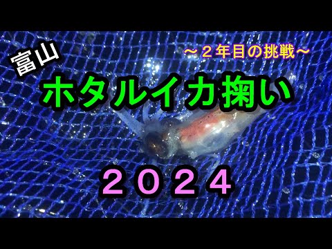 【富山】ホタルイカ掬い2024