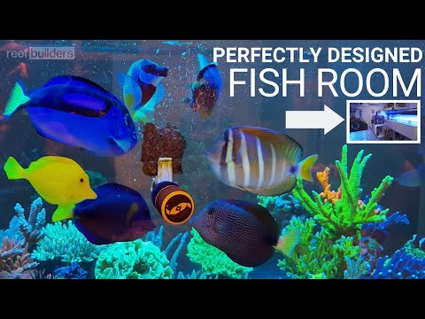 This Fish Room is What Reefing Dreams Are Made Of