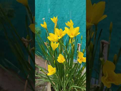 Yellow colour Lilly flower 🌱 | #shorts #viralvideo #lillyflower