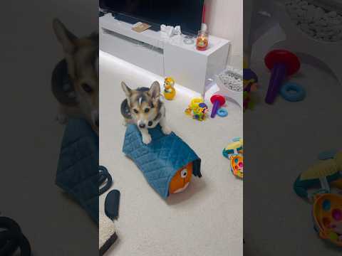 КАК ЭФФЕКТНО ПОДКАТИТЬ ЗА ВКУСНЯШКОЙ #собака #dog #corgi #едем #приколы #юмор