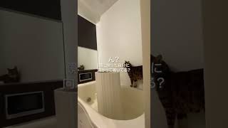 鏡に映った自分を見て他に猫がいると勘違いする猫 | A cat that sees itself in the mirror and thinks there is another cat.