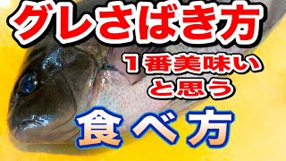 グレさばき方　グレ【メジナ】捌き方から寒グレのさばき方コツ解説