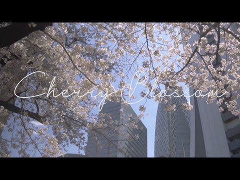 Cherry Blossom | Cinematic VLOG | α6400​