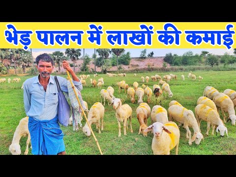 बकरी पालन और भेड़ पालन में अंतर | भेड़ पालन की पूरी जानकारी | Sheep palan in hindi