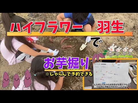 【外遊び】芋掘りに羽生まで行ってきたよ！枝豆や落花生とうもろこしも撮ってきた！！！前編