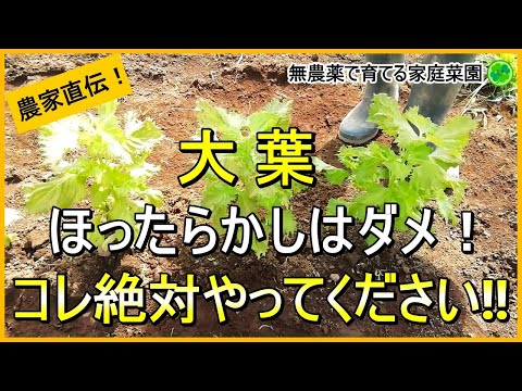 【大葉栽培】摘芯・追肥・水やりなど香り良い葉をたくさん収穫するためにやるべきこと【有機農家直伝！無農薬で育てる家庭菜園】 24/7/4