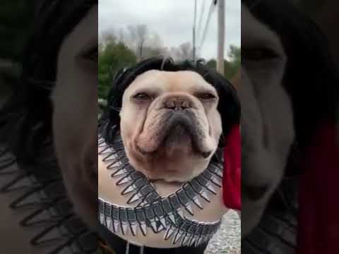 When Your Dog Walks You | Hilarious Dog Walking Fails | Pets Devotee