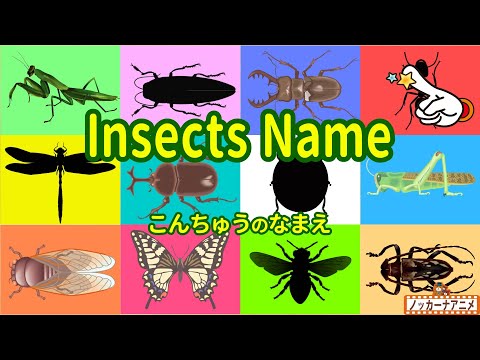 Learn Insects Name in English | Video for Kids | 昆虫の名前をおぼえよう！英語知育アニメ