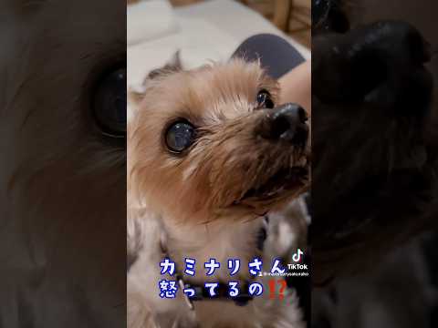 ひどいカミナリ⛈️こわがって離れないハリー🐶