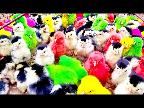 Murgi ke bacche | Cute Chuja | Chuche | Murgi ki Chicks | Black & White Chicks