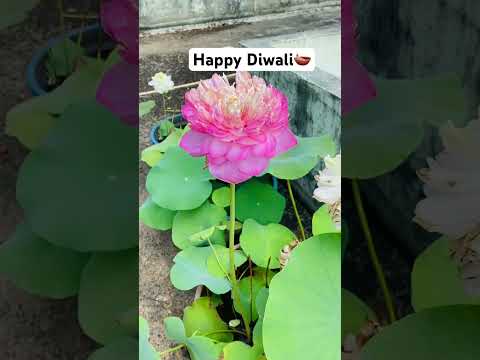 Happy Diwali 🪔 #malayalam #youtubeshorts #trending #viralvideo #ytshorts #youtube