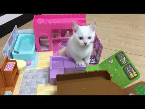 小貓亂入芭比玩具啦... Cute Cats