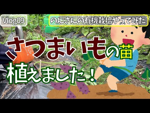 女ひとりで、はじめての有機栽培　自然栽培（無肥料・無農薬・耕さない　不耕起）　さつまいもの苗を植えました　 Vlog 09　 菌ちゃん農法、貸農園でやってみた