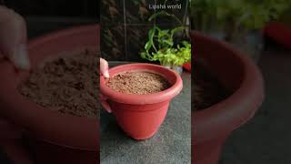 how to grow mint with soil & water | 2 ways of growing mint leaves | Lipsha world