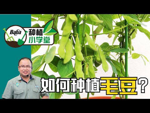 【Baba种植小学堂】原来毛豆种植这么简单?！终于可以实现毛豆自由，有吃不完的毛豆了！| 毛豆种植方法