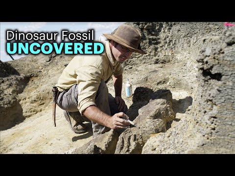 New Fossil May Reveal Clues to Dinosaurs' Final Days