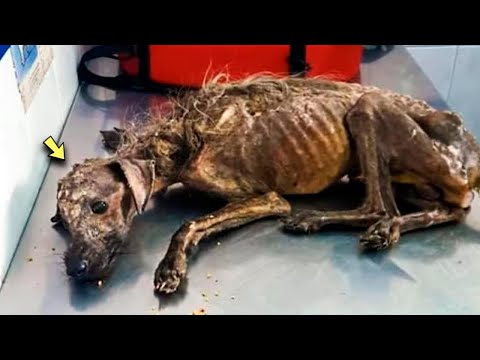 A girl found a mummy on the road, which turned out to be a living dog