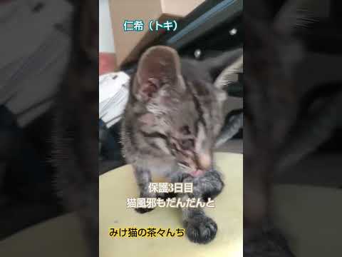 保護3日目子猫　#cute #保護猫 #子猫 #kittycat #babycat